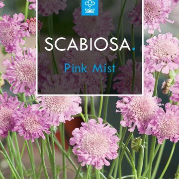 Scabiosa columbaria 'Pink Mist'