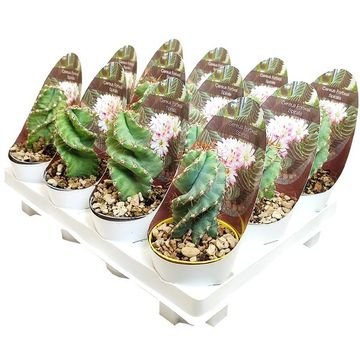 Cereus forbesii 'Spiralis'