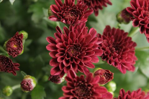 Chrysanthemum SKYFALL RED