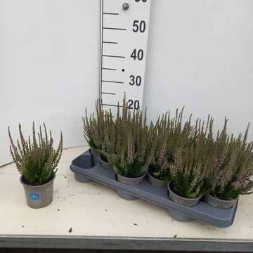 Calluna vulgaris BEAUTY LADIES LUKA