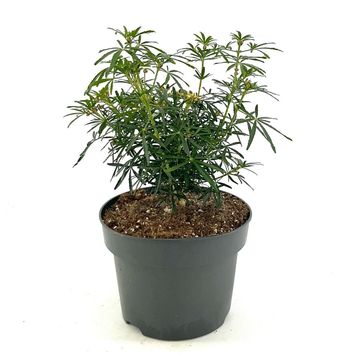 Choisya WHITE DAZZLER