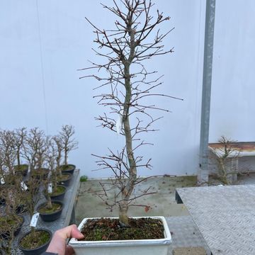 Acer palmatum 'Deshôjô'