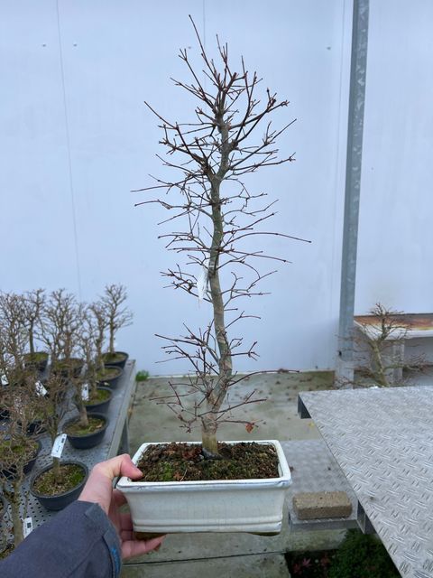 Acer palmatum 'Deshôjô'