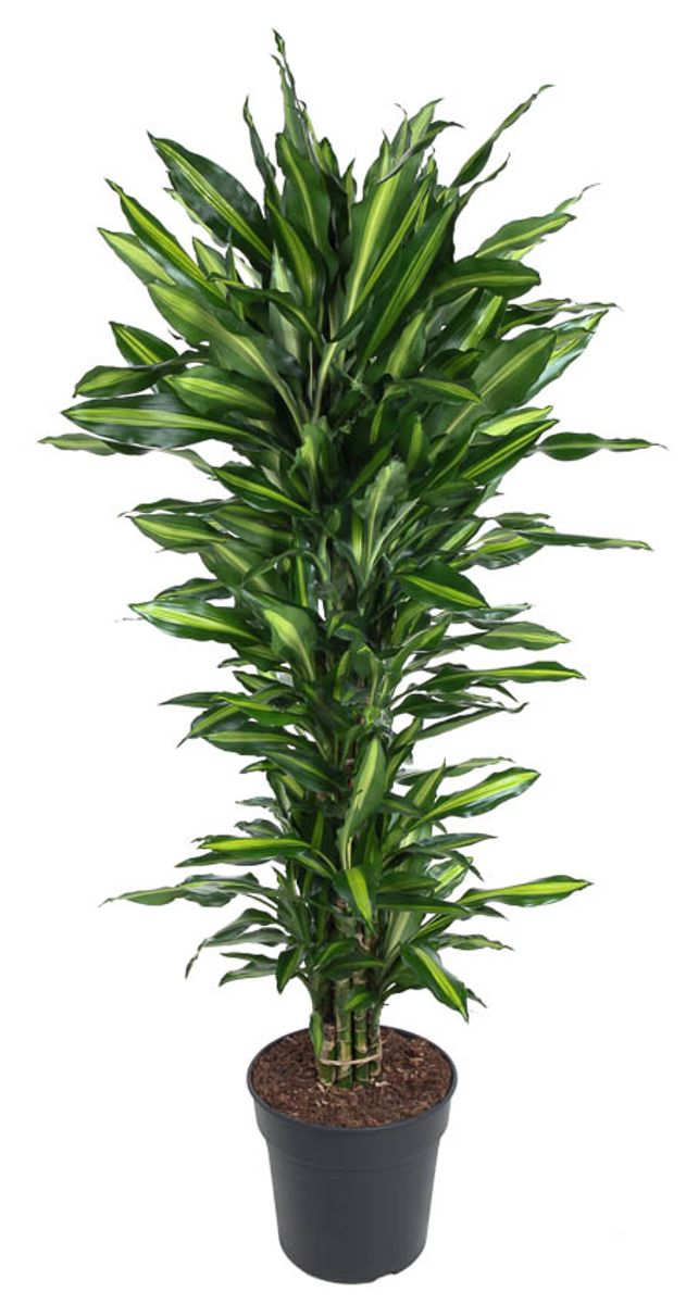 Dracaena Fragrans Cintho — Plant Wholesale Floraccess