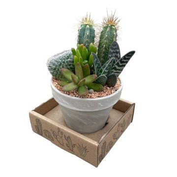 Arreglo  Cactus/Succulent