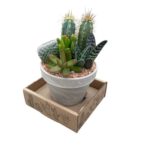 Arreglo  Cactus/Succulent