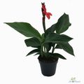 Canna 'Cannova Bronze Scarlet'
