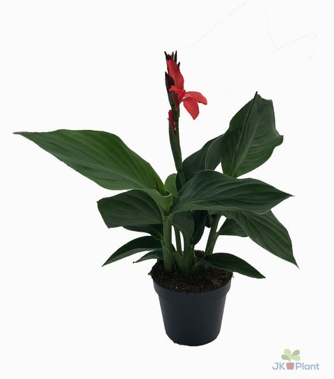 Canna 'Cannova Bronze Scarlet'