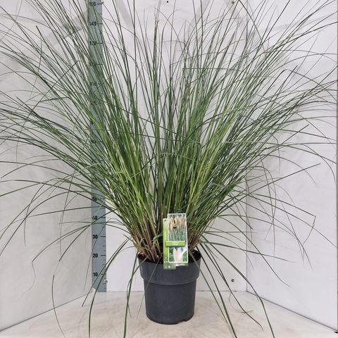 Cortaderia selloana 'Evita'