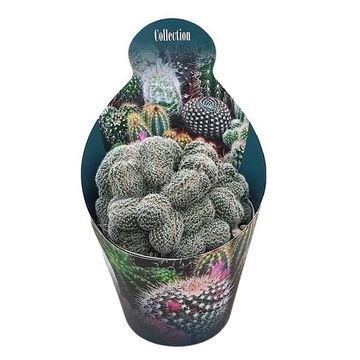 Lobivia densispina cristata