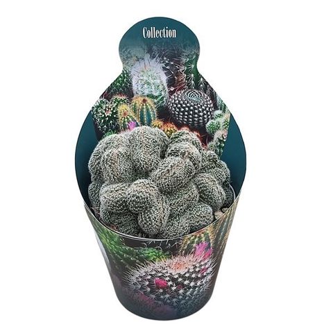 Lobivia densispina cristata