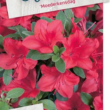 Rhododendron 'Moederkensdag' (AJ)