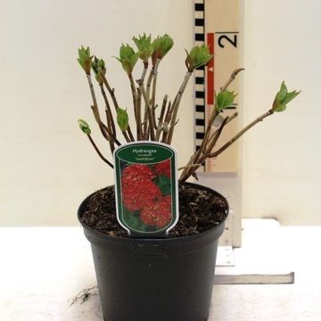 Hydrangea macrophylla 'Leuchtfeuer'