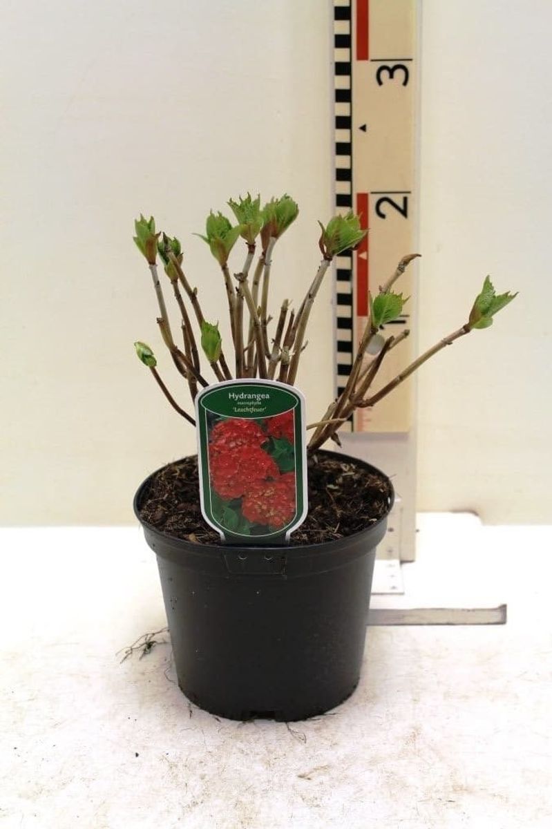 Hydrangea macrophylla 'Leuchtfeuer' plants