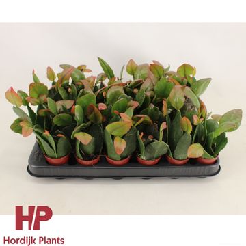 Rhipsalis pachyptera rubra