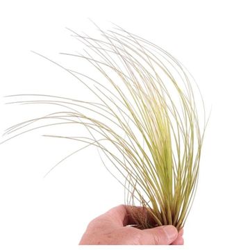 Tillandsia juncea