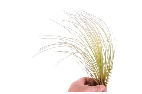 Tillandsia juncea