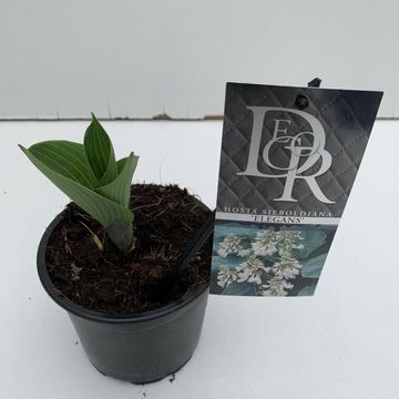 Hosta 'Elegans'
