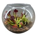 Kомпозиции Carnivorous plants