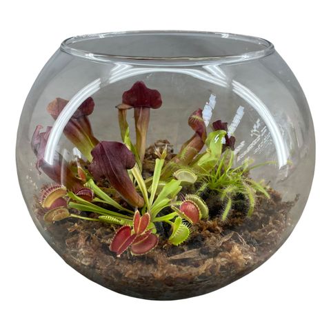 Arrangement Carnivorous plants