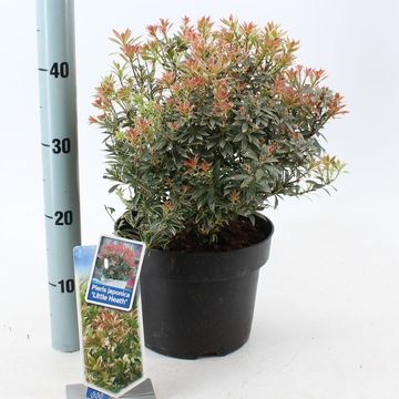 Pieris japonica 'Little Heath'