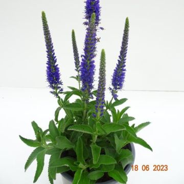 Veronica spicata ANNIVERSARY BLUE