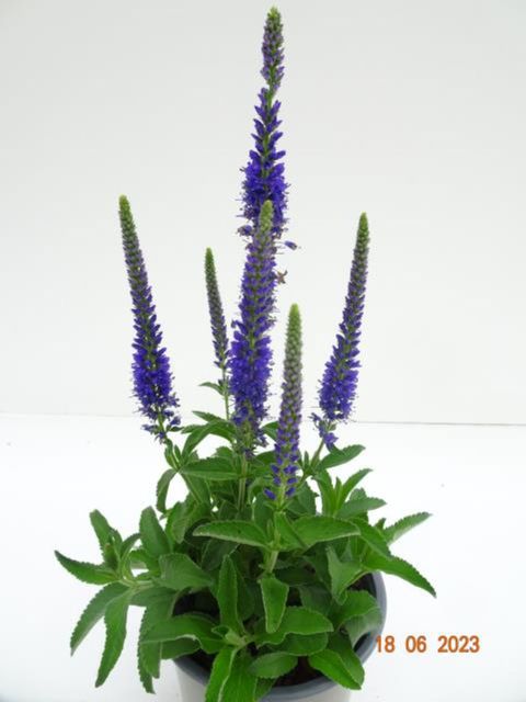 Veronica spicata ANNIVERSARY BLUE