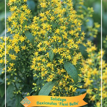 Solidago flexicaulis 'Flexi Belle'