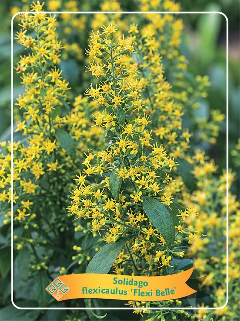 Solidago flexicaulis 'Flexi Belle'