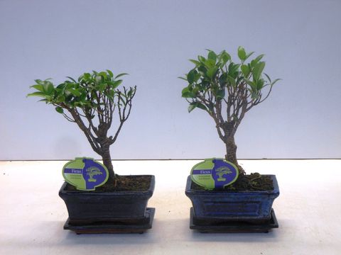 Ficus microcarpa