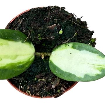 Hoya acuta 'Inner Variegata'