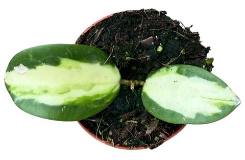 Hoya acuta 'Inner Variegata'
