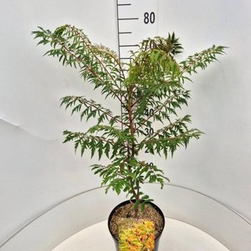 Rhus glabra 'Laciniata'