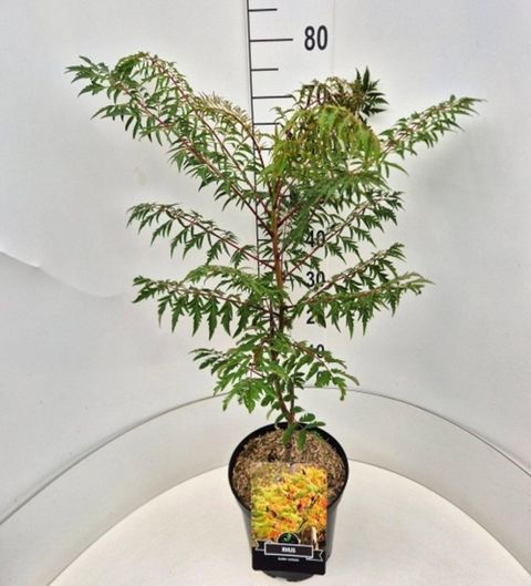 Rhus glabra 'Laciniata'