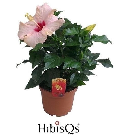 Hibiscus rosa-sinensis 'Adonicus Pearl'