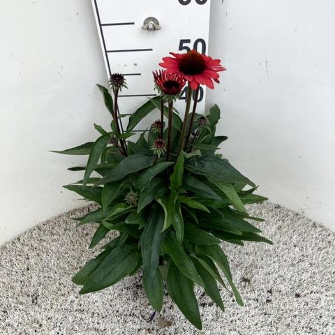 Echinacea SUNSEEKERS SCARLET