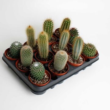 Cactus MIX