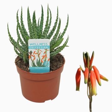 Aloe humilis