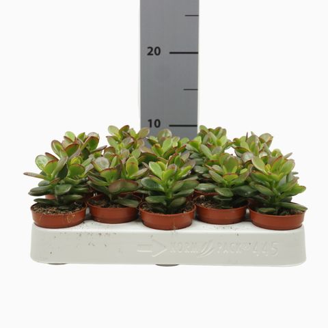 Crassula ovata 'Minor'