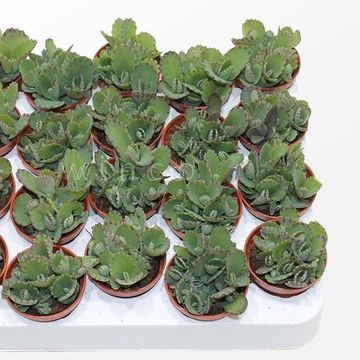 Kalanchoe hortagei