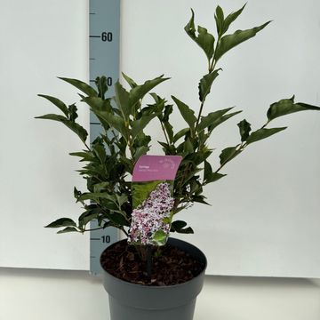 Syringa patula 'Miss Kim'