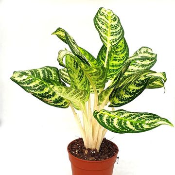 Aglaonema 'Zebra'