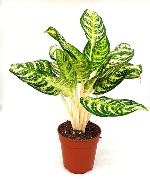 Aglaonema 'Zebra'