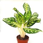 Aglaonema 'Zebra'