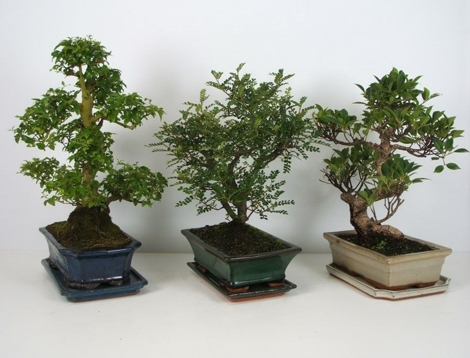 Bonsai MIX — Plant Wholesale FlorAccess