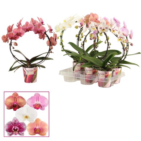 Phalaenopsis MIX