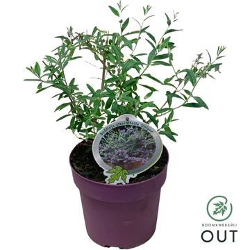 Buddleja alternifolia UNIQUE