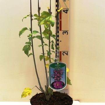 Hibiscus syriacus 'Woodbridge'