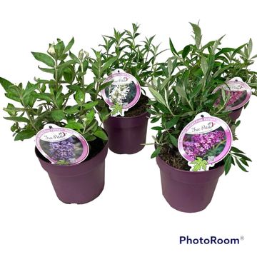 Buddleja FREE PETITE MIX
