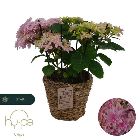 Hydrangea macrophylla 'Double Dutch Pink'